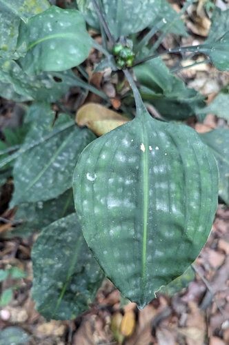 Dracaena cristula, photograph 1