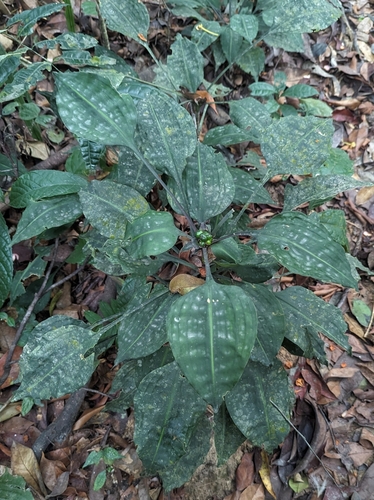 Dracaena cristula, photograph 2