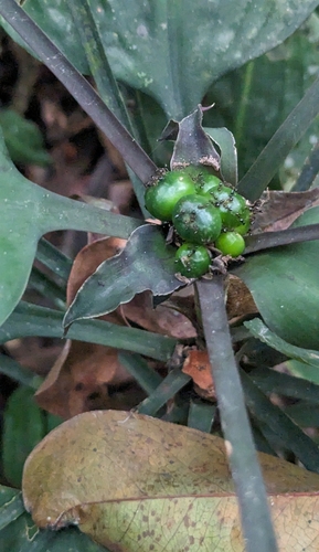 Dracaena cristula, photograph 3