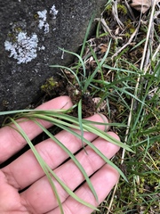Lomatium linearifolium