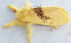 Euproctis punctifera