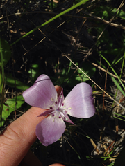 Calochortus uniflorus