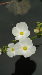 Echinodorus palifolius