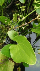 Echinodorus palifolius