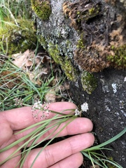 Lomatium linearifolium