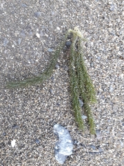 Caulerpa brownii