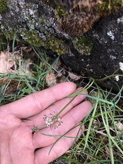 Lomatium linearifolium
