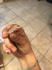 Hemidactylus turcicus