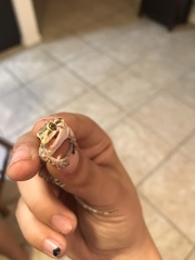 Hemidactylus turcicus