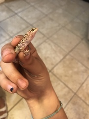 Hemidactylus turcicus