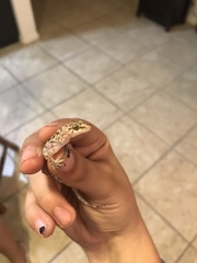 Hemidactylus turcicus