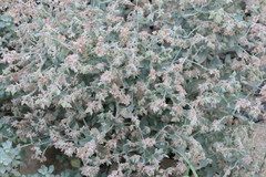 Trichodesma africanum