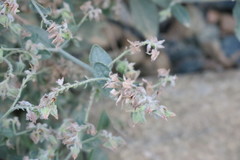 Trichodesma africanum