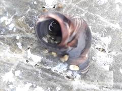 Austrolittorina cincta