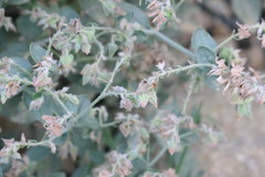 Trichodesma africanum