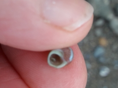 Cantharidus dilatatus