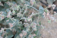 Trichodesma africanum