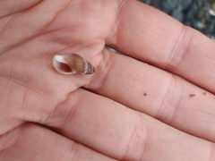 Buccinulum littorinoides