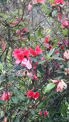 Rhododendron scabrum