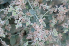 Trichodesma africanum