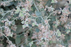 Trichodesma africanum