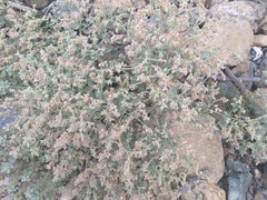 Trichodesma africanum