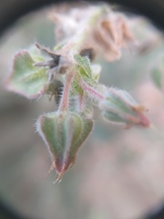 Trichodesma africanum