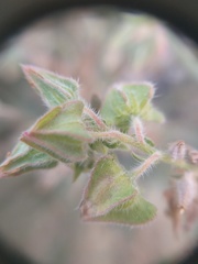 Trichodesma africanum