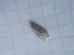 Acleris logiana