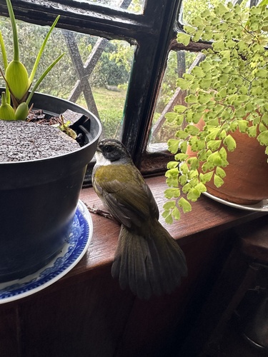 Grey-browed Brushfinch (Arremon assimilis), photo 2
