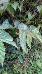 Begonia longifolia