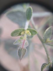 Trichodesma africanum