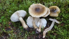 Tricholoma viridiolivaceum