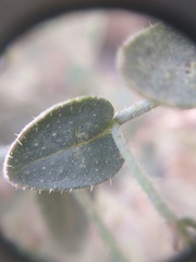 Trichodesma africanum