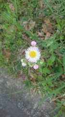 Erigeron philadelphicus