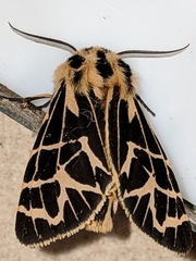 Apantesis ornata