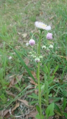 Erigeron philadelphicus