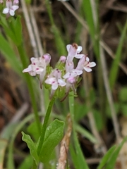 Plectritis macrocera