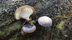 Hohenbuehelia luteola