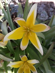 Tulipa urumiensis