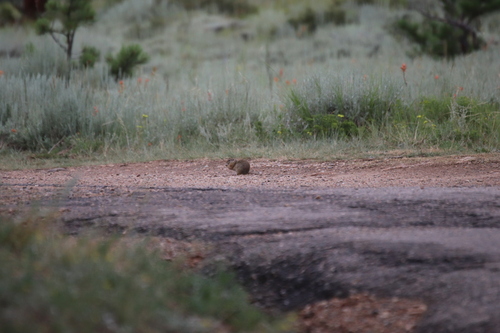 Wyoming Ground Squirrel