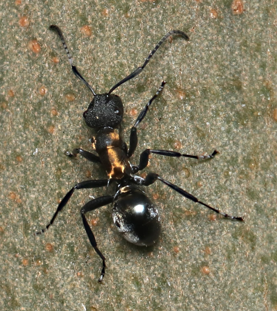 Polyrhachis ornata in February 2024 by juliegraham173 · iNaturalist