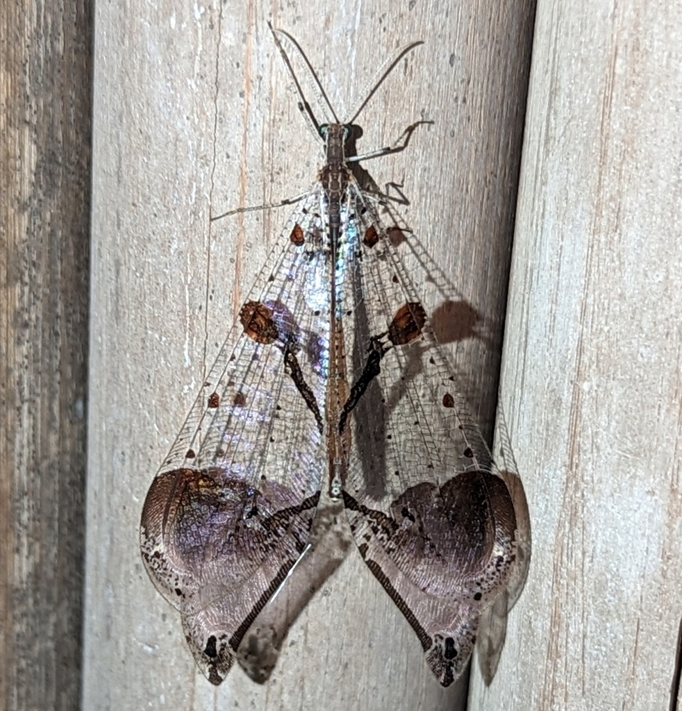 Cymothales theresae