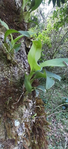 Foto de Chuva-de-ouro