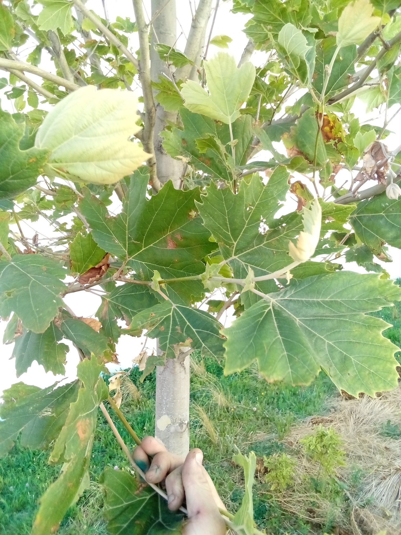 Imagem de Plátano