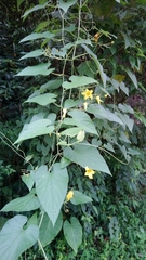 Thladiantha punctata