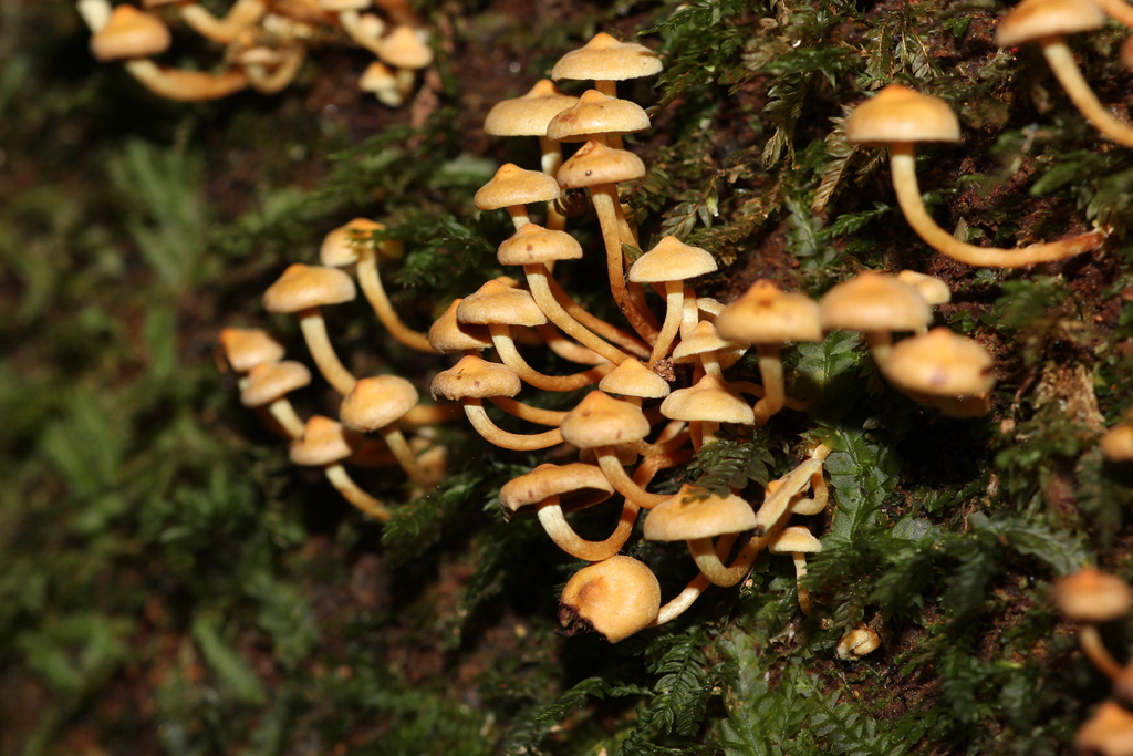 Hypholoma acutum
