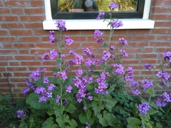 Lunaria