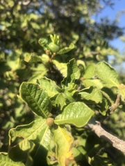 Gardenia resiniflua