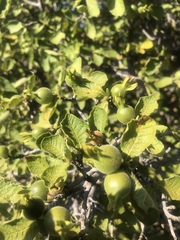 Gardenia resiniflua